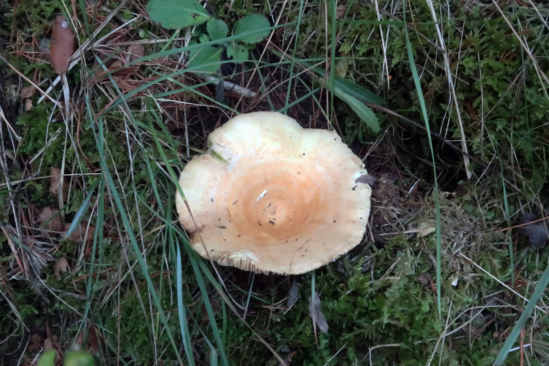 Lactarius zonarius - 1